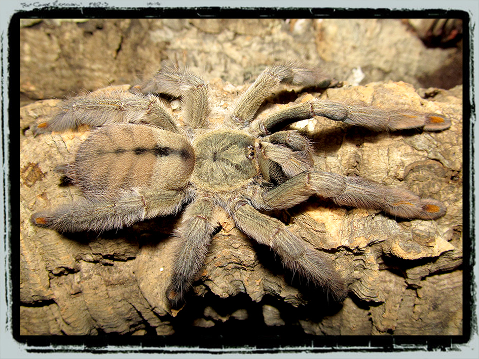 Psalmopoeus cambridgei (Trinidad chevron)