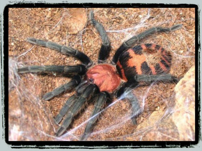 Davus Pantaloris / Costa rican tiger rump – Petbugs